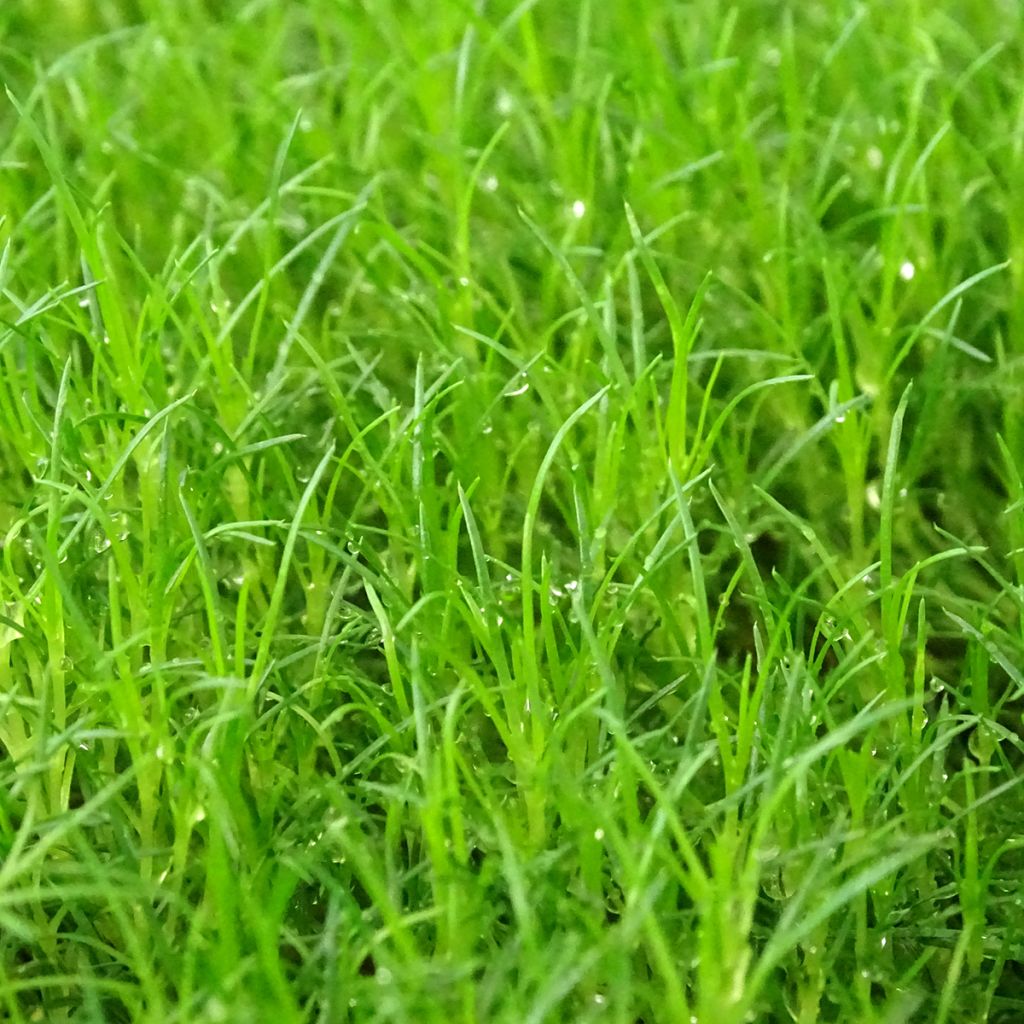 Sagina subulata Scottish Moss - Sagine subulée