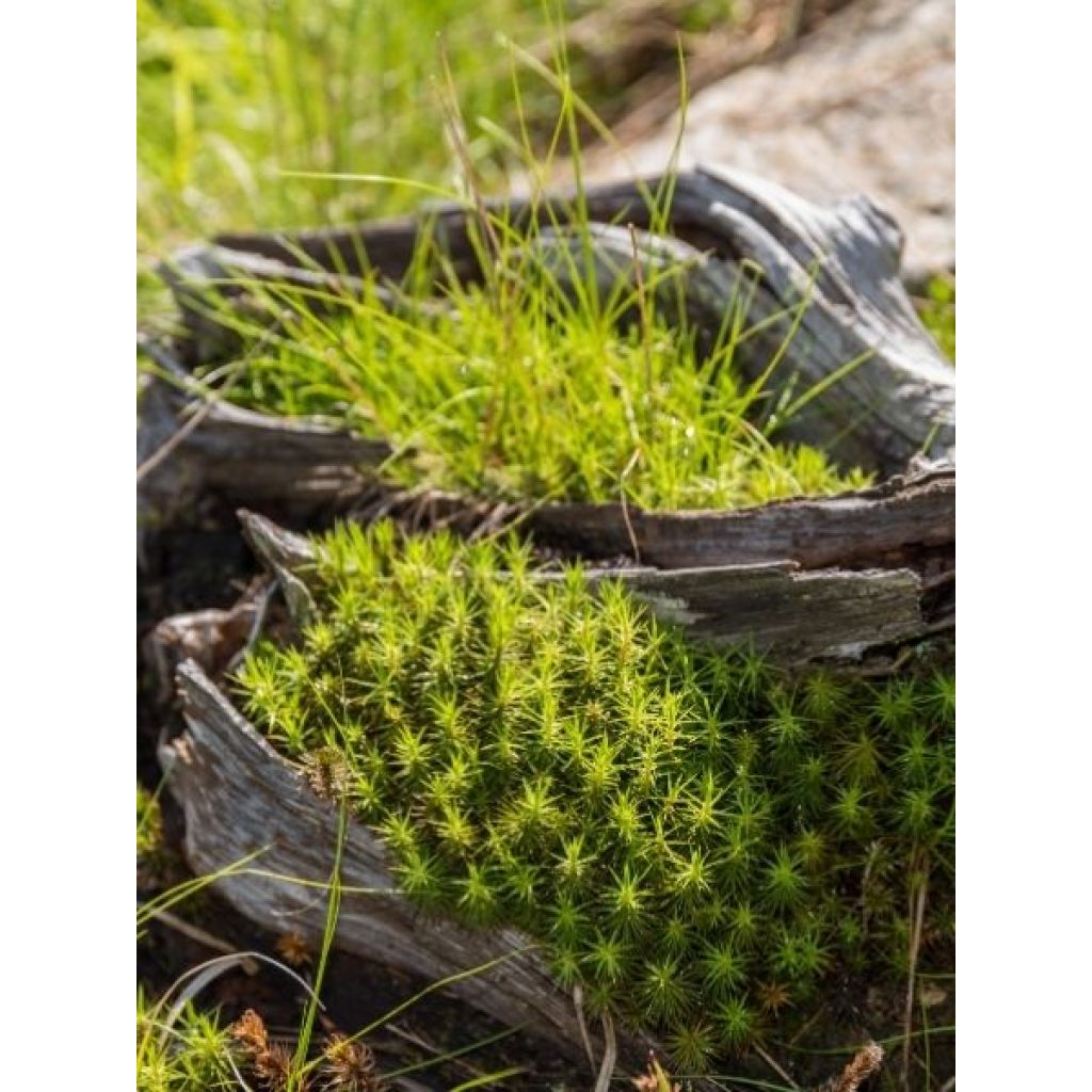 Sagina subulata Pine Green - Sagine subulée