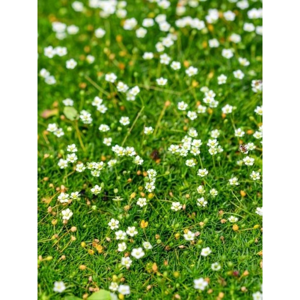Sagina subulata Pine Green - Sagine subulée
