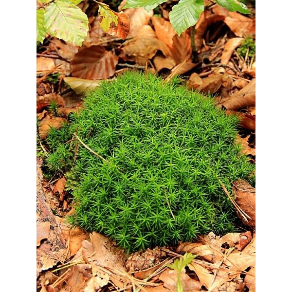 Sagina subulata Pine Green - Sagine subulée
