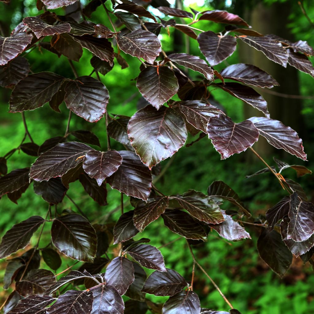 Salix purpurea Nana - Saule pourpre