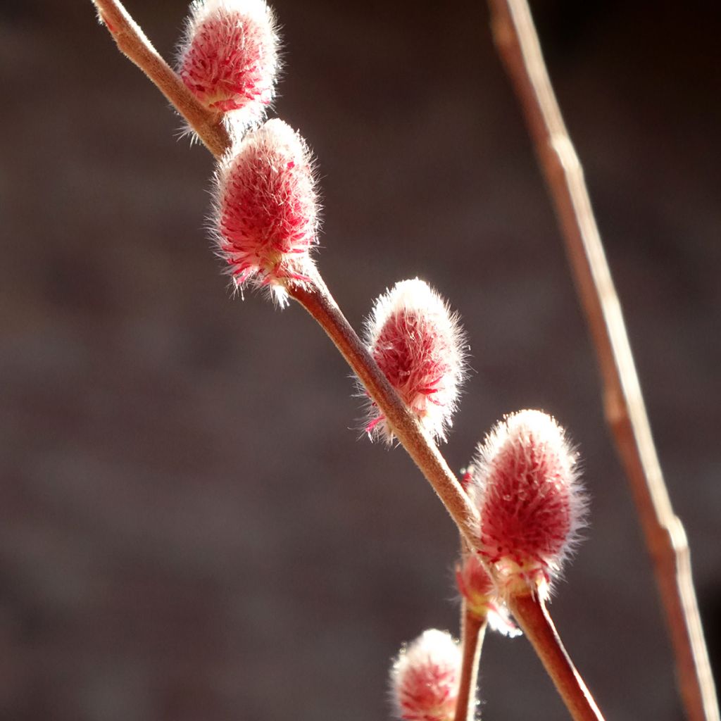 Salix chaenomeloides Mount Aso - Saule japonais