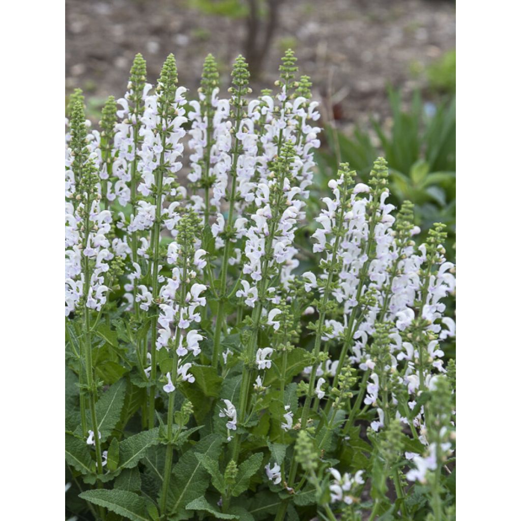 Sauge Spires Snow Kiss - Salvia hybrida