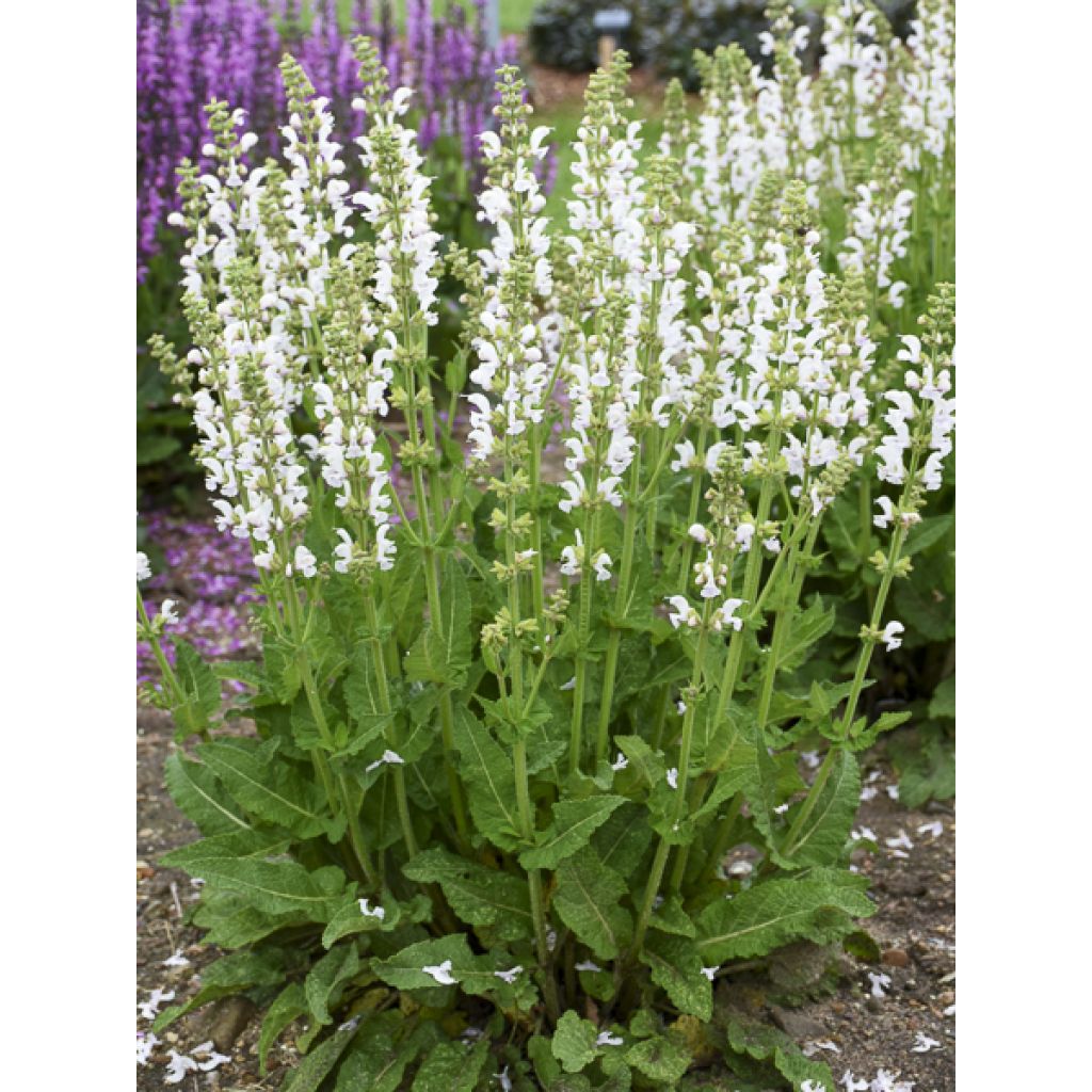 Sauge Spires Snow Kiss - Salvia hybrida