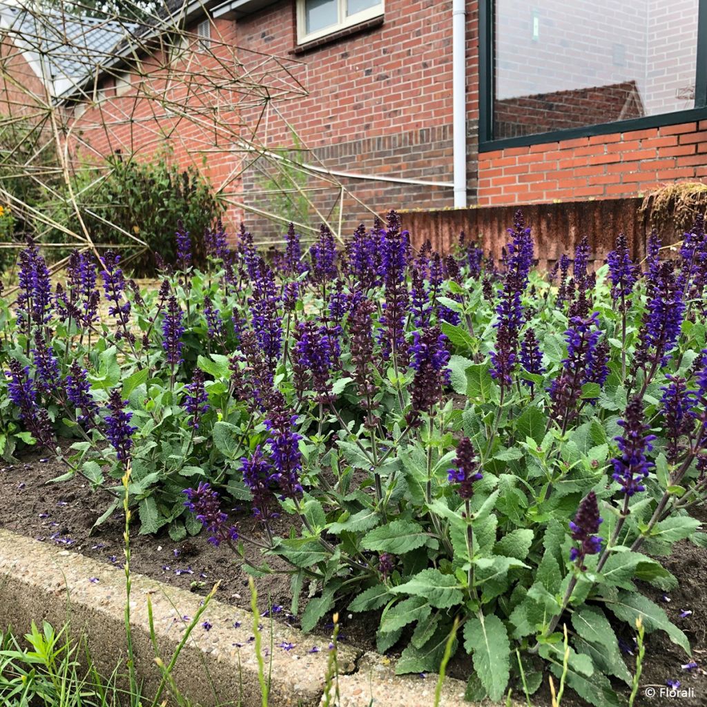 Salvia nemorosa Bazuin Dark Night - Sauge des bois