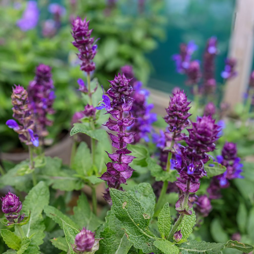 Salvia nemorosa Blue Marvel - Sauge des bois