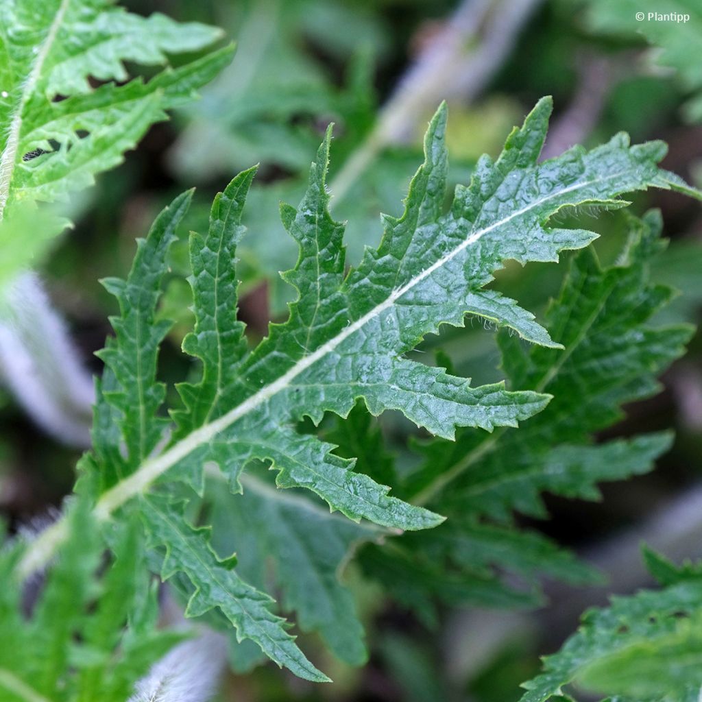 Salvia Feathers Peacock - Sauge hybride