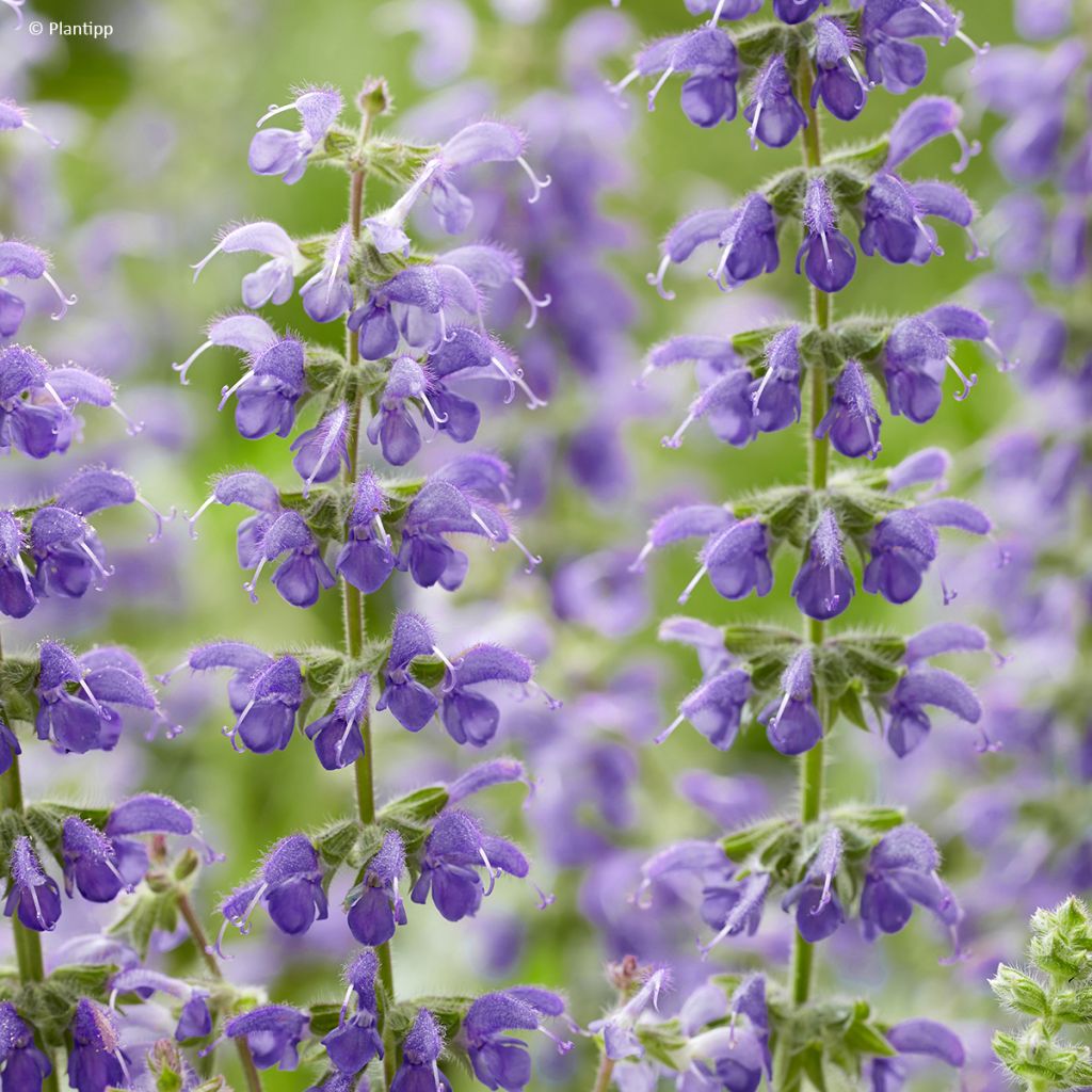 Salvia Feathers Peacock - Sauge hybride
