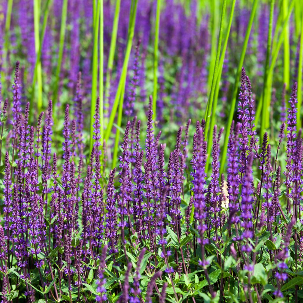 Salvia nemorosa Ostfriesland - Sauge des bois