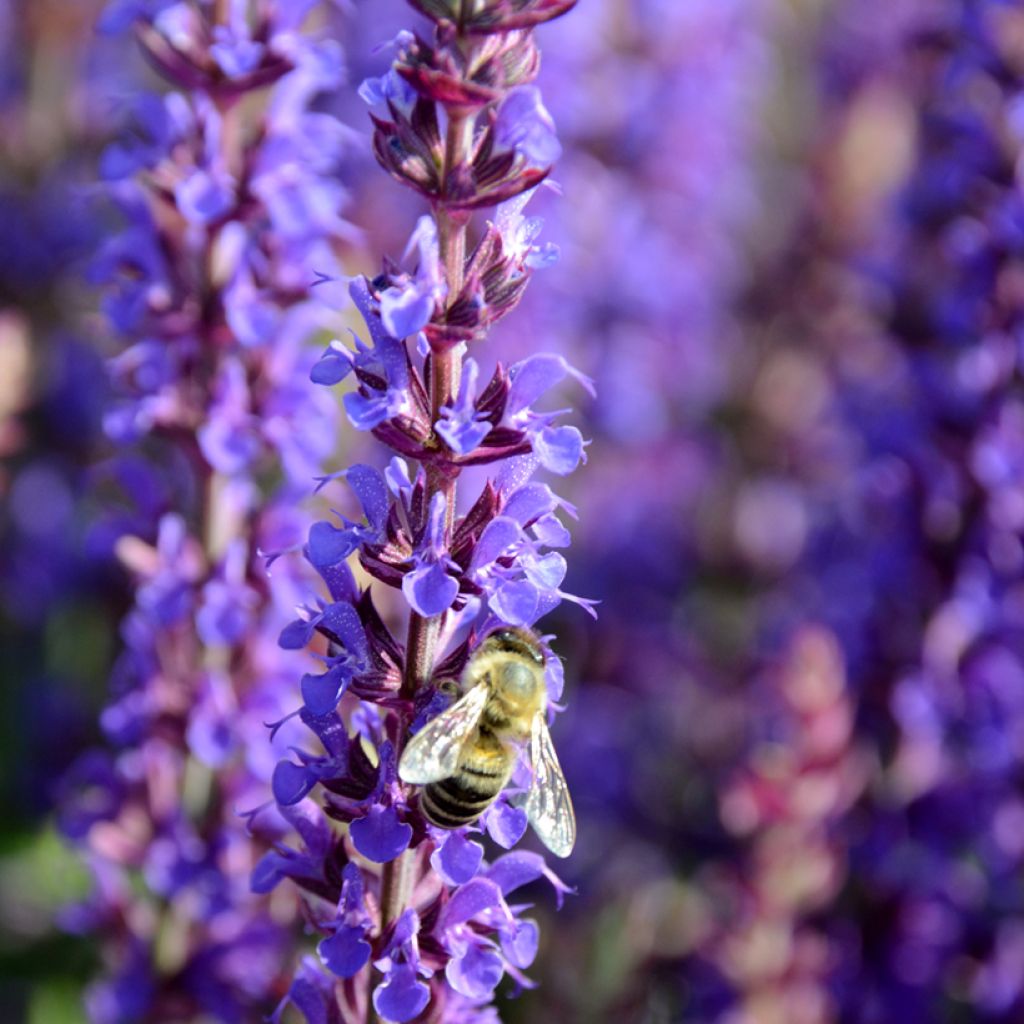 Salvia nemorosa Ostfriesland - Sauge des bois