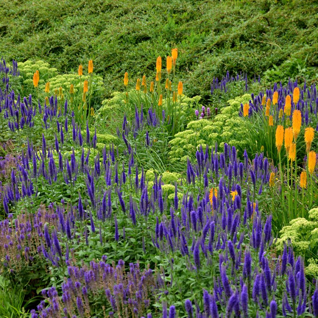 Salvia nemorosa Ostfriesland - Sauge des bois