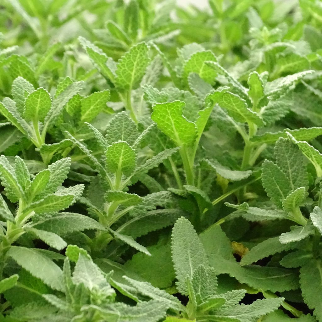 Salvia nemorosa Sensation White - Sauge des bois
