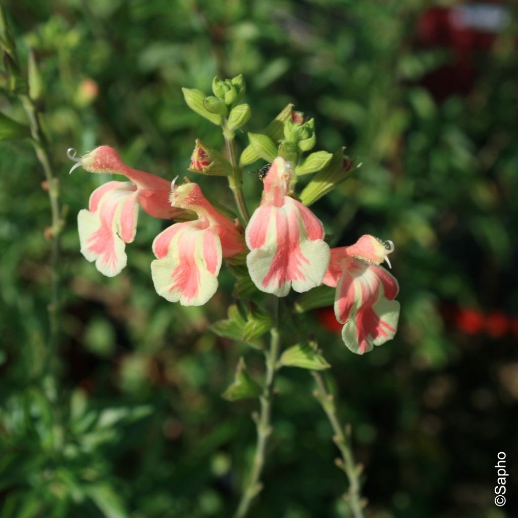Sauge arbustive Belle de Loire - Salvia jamensis