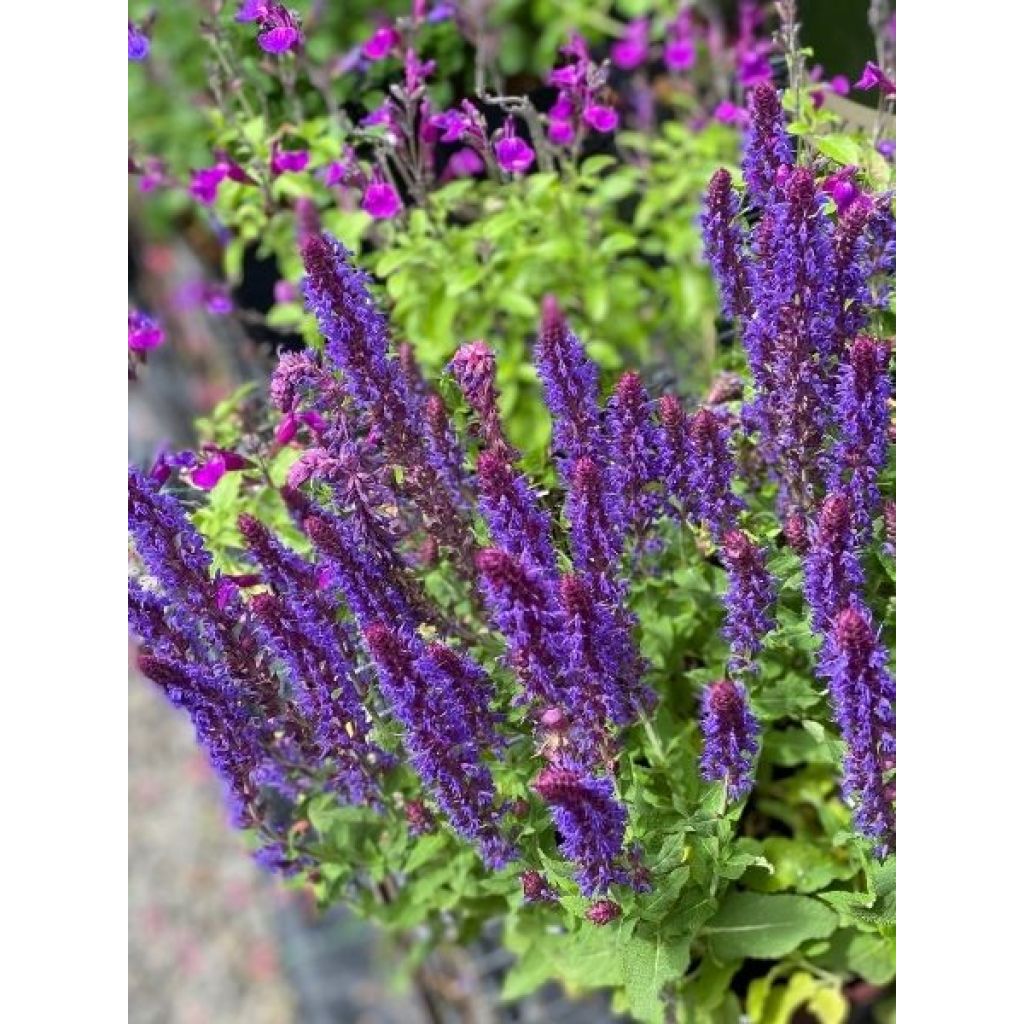 Salvia nemorosa Caradonna Compact - Sauge des bois