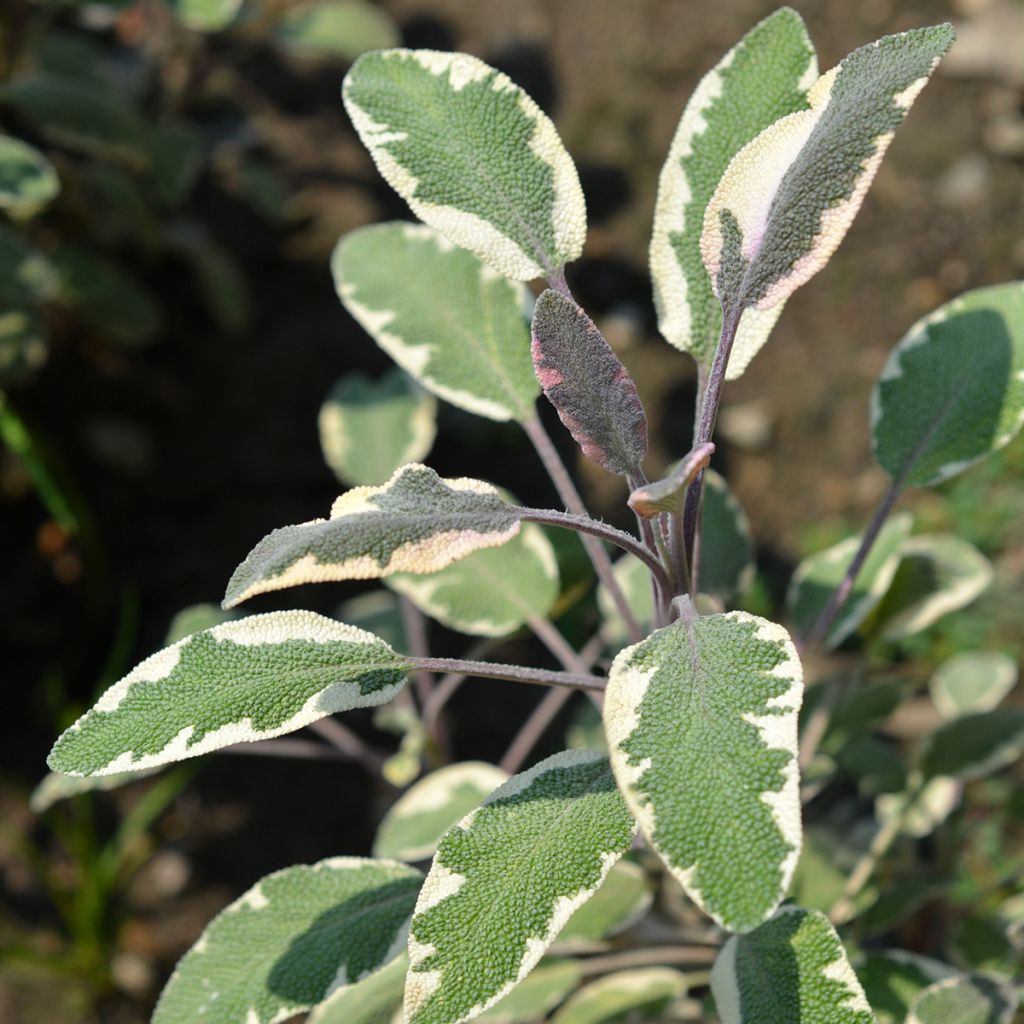 Sauge officinale Tricolor - Salvia officinalis