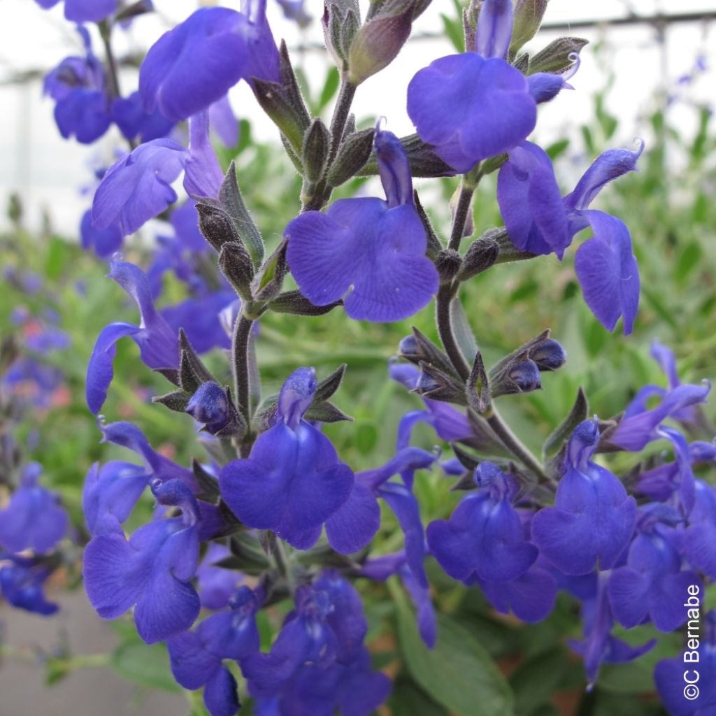 Sauge arbustive Blue Note - Salvia microphylla