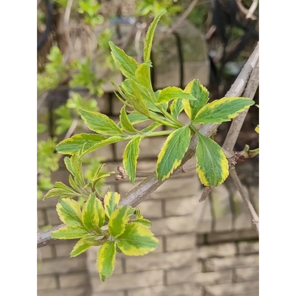Sureau noir - Sambucus nigra Madonna