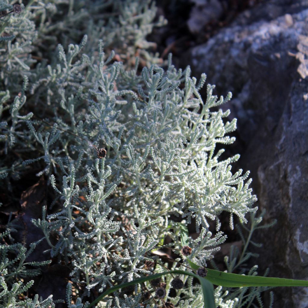 Santolina chamaecyparissus - Santoline argentée  