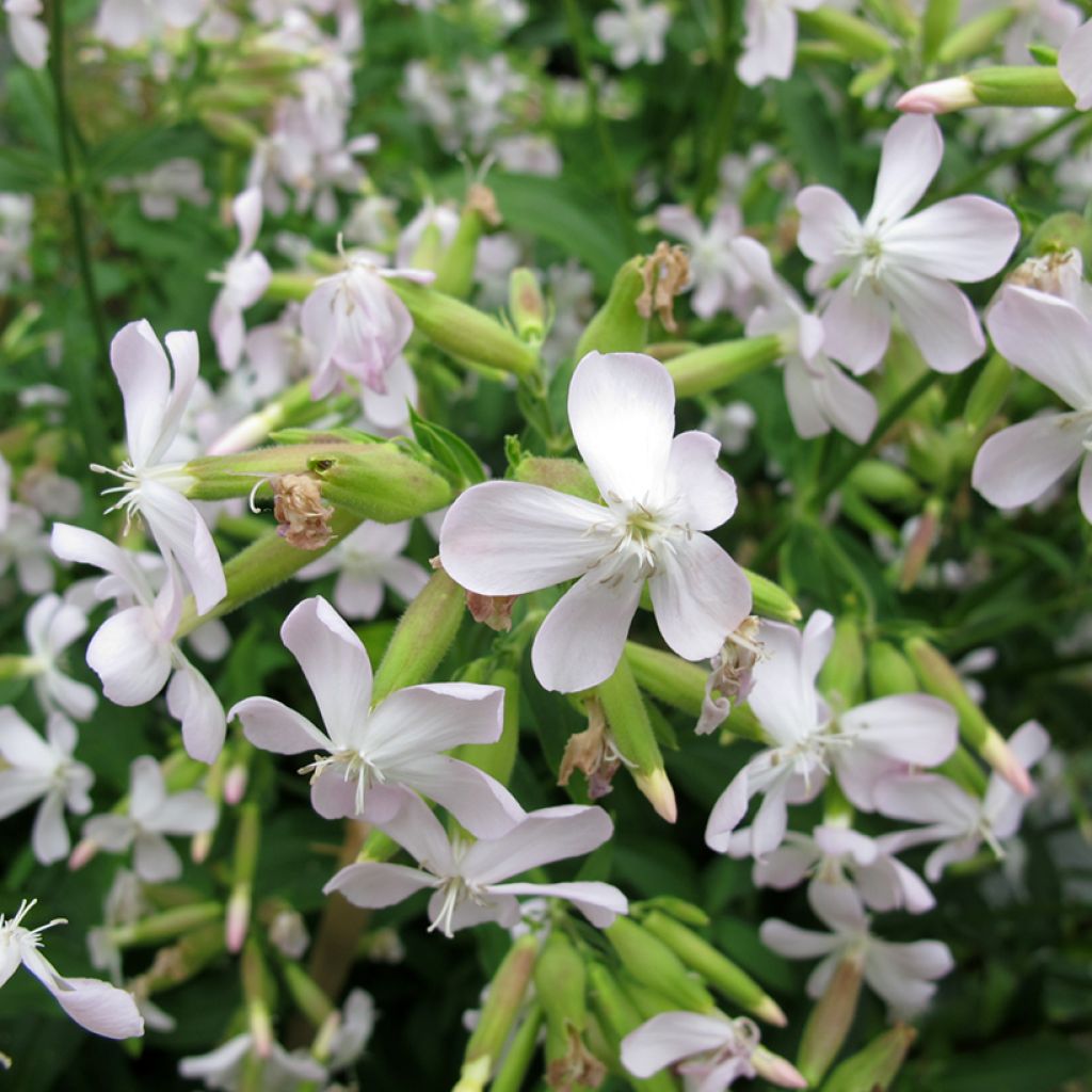 Saponaria officinalis - Saponaire officinale