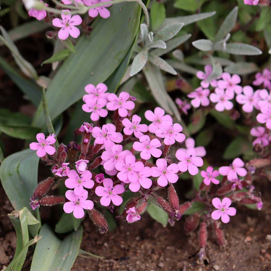 Saponaria ocymoides - Saponaire de Montpellier