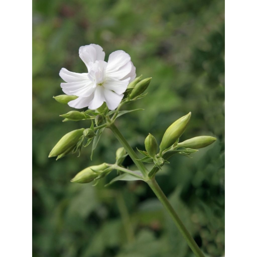 Saponaria officinalis Alba Plena - Saponaire officinale