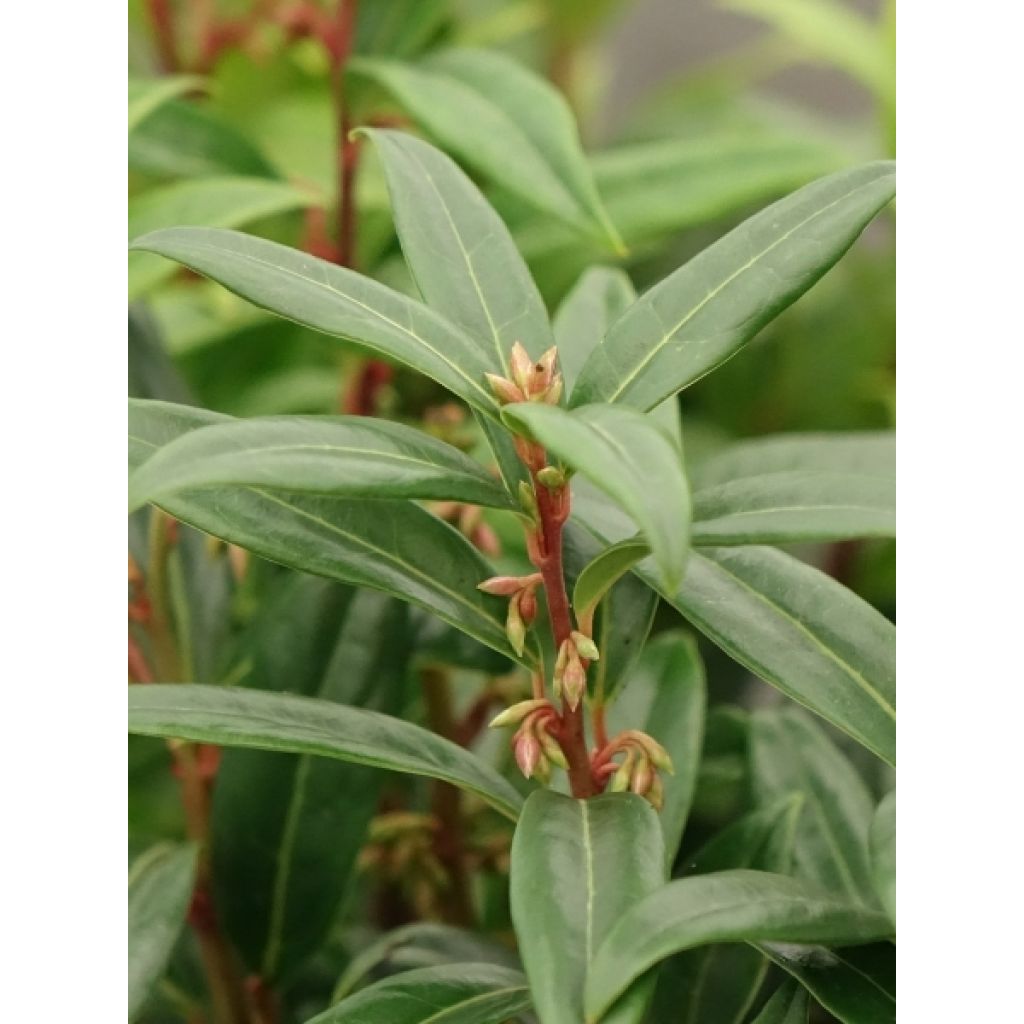 Sarcococca Winter Gem