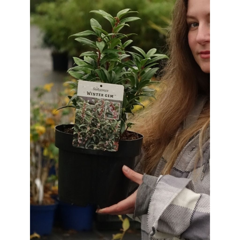 Sarcococca Winter Gem