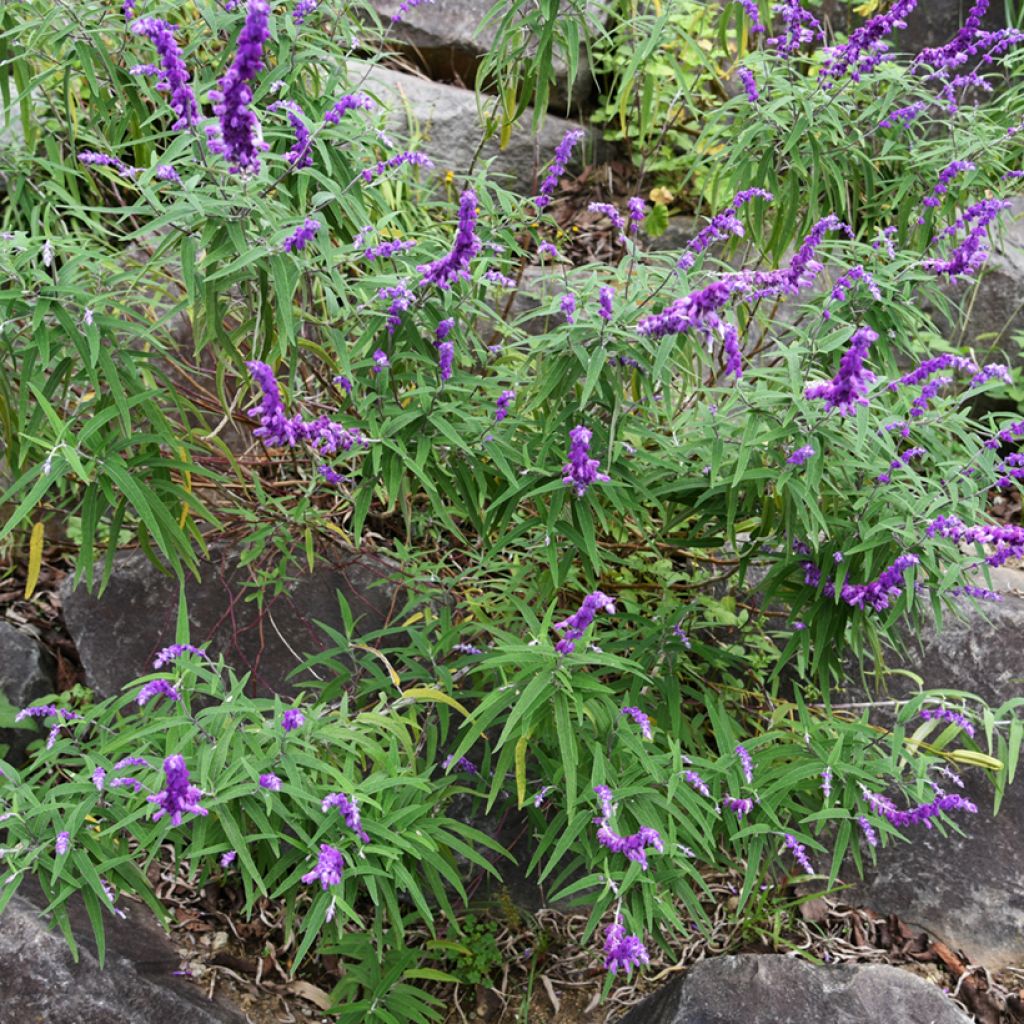 Sauge - Salvia leucantha