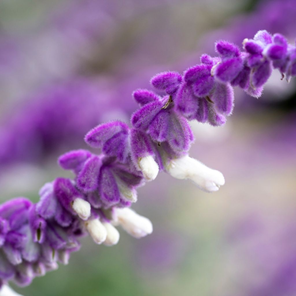Sauge - Salvia leucantha