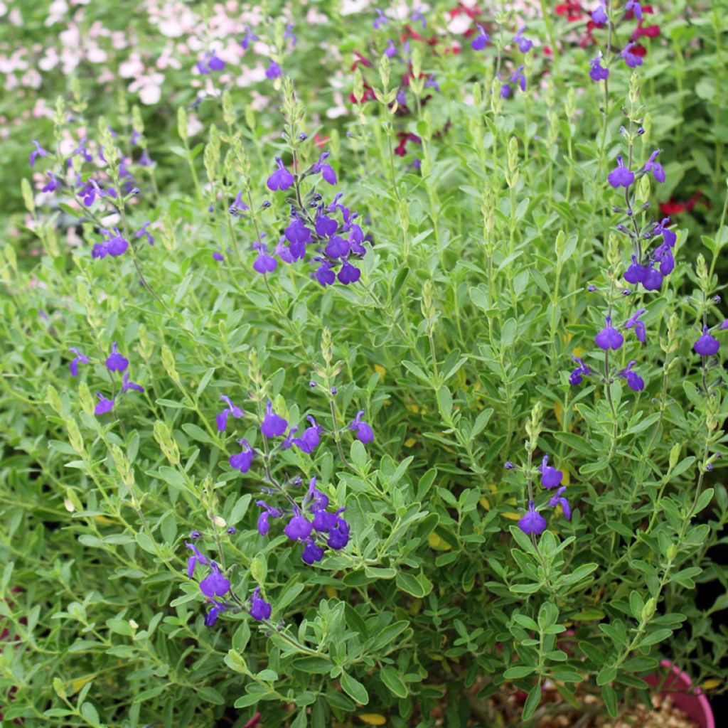 Sauge arbustive Blue Note - Salvia microphylla