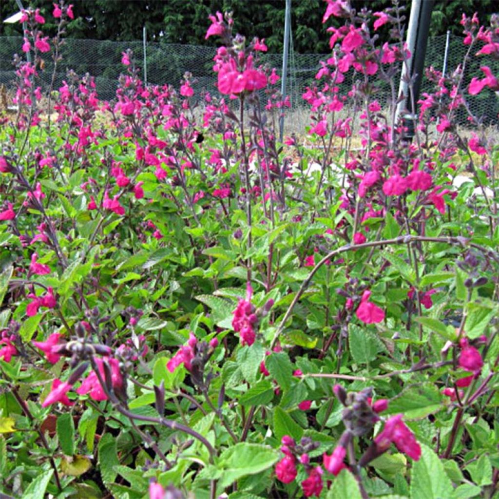 Sauge arbustive Cero Potosi - Salvia microphylla