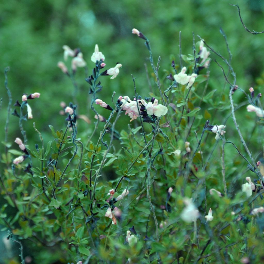 Sauge arbustive Melen - Salvia jamensis