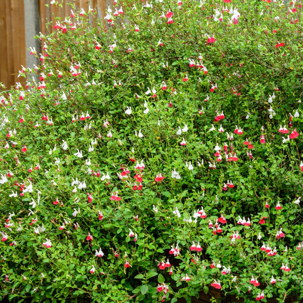 Sauge arbustive - Salvia microphylla Hot Lips