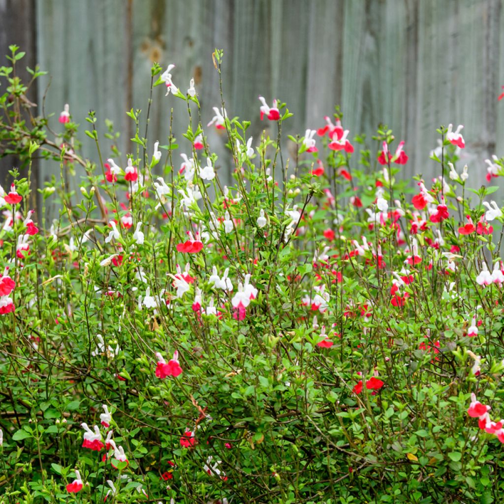 Sauge arbustive - Salvia microphylla Hot Lips