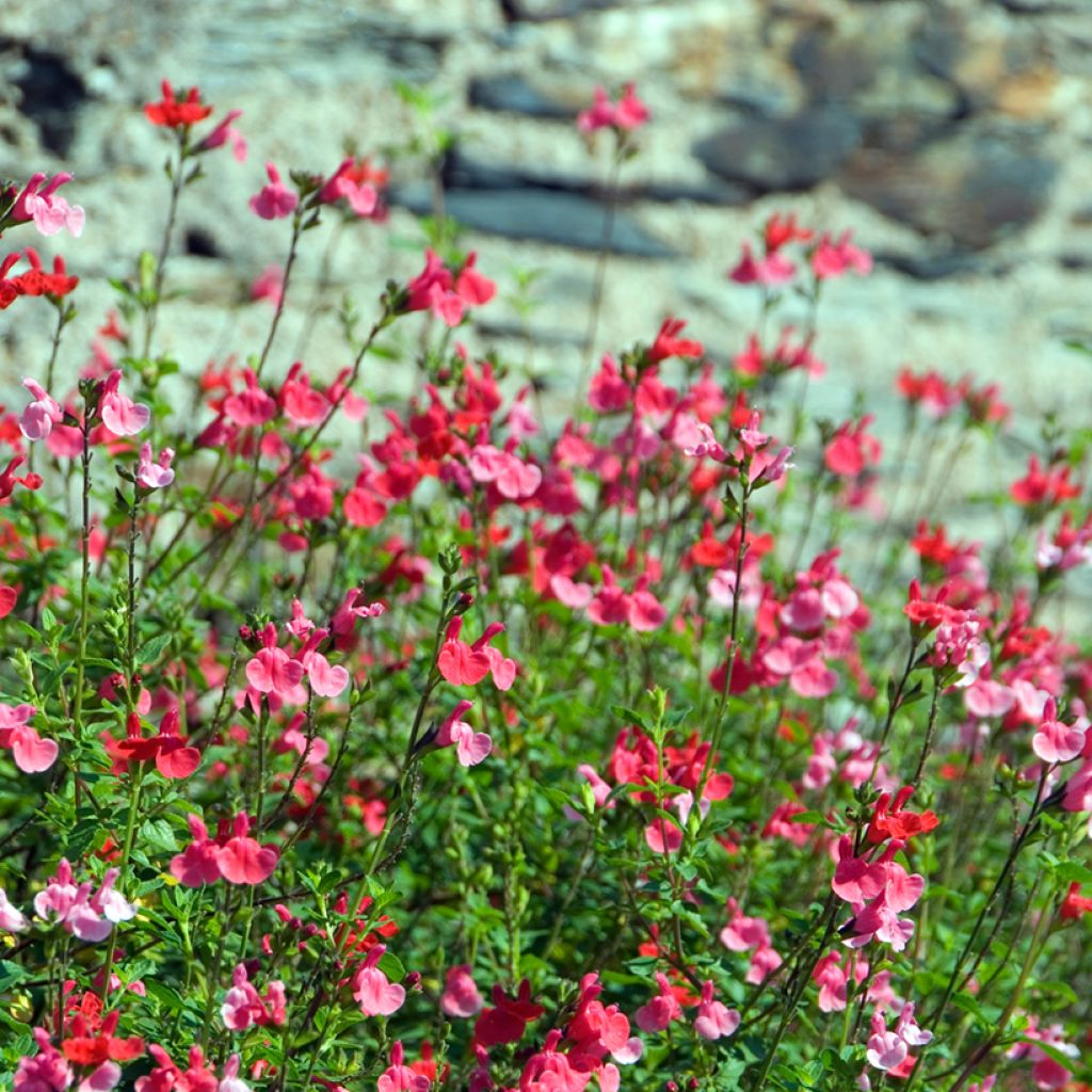 Sauge arbustive - Salvia microphylla grahamii