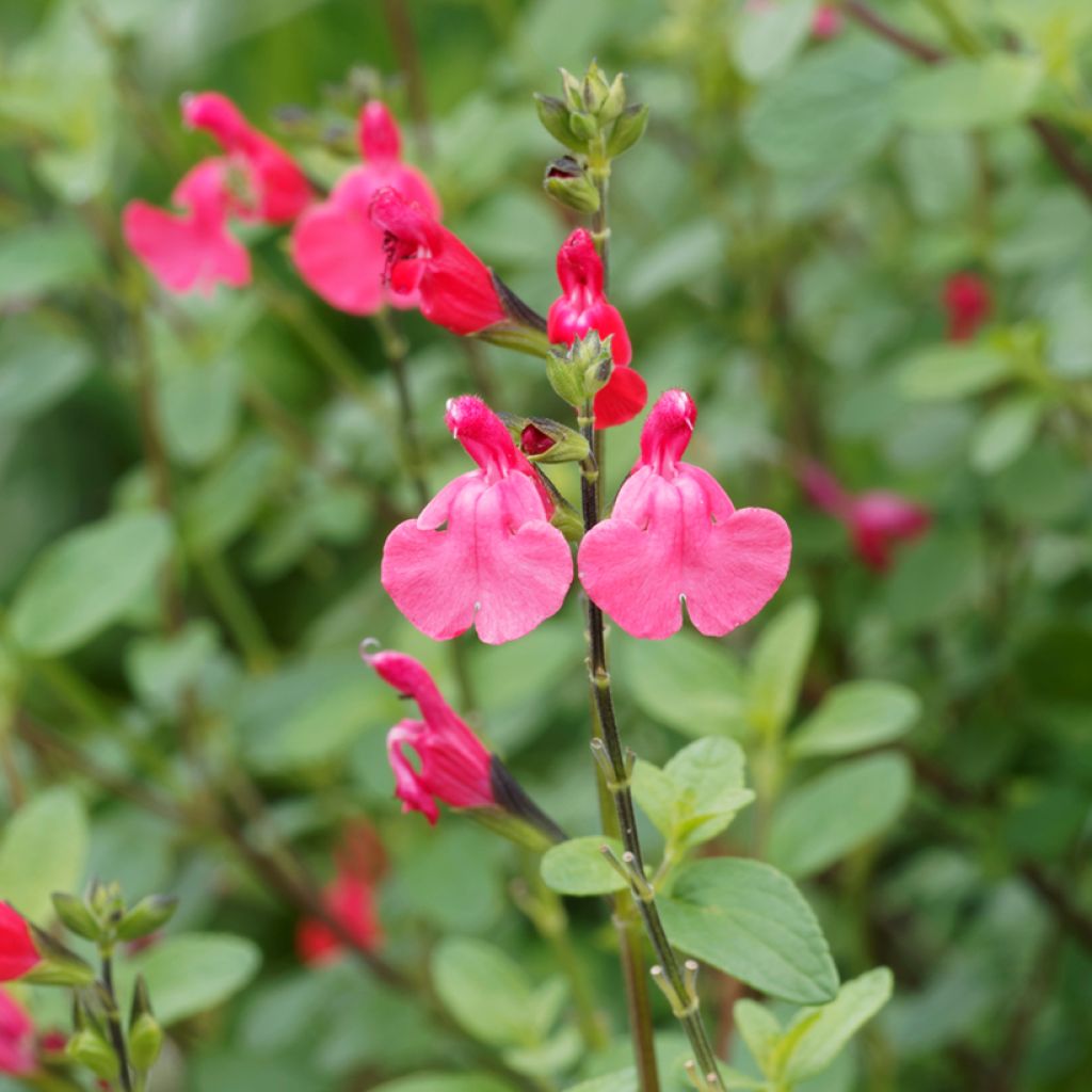Sauge arbustive - Salvia microphylla grahamii