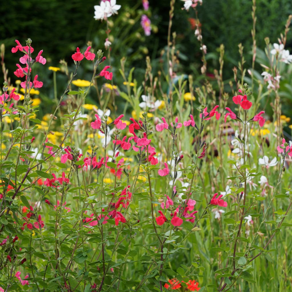Sauge arbustive - Salvia microphylla grahamii