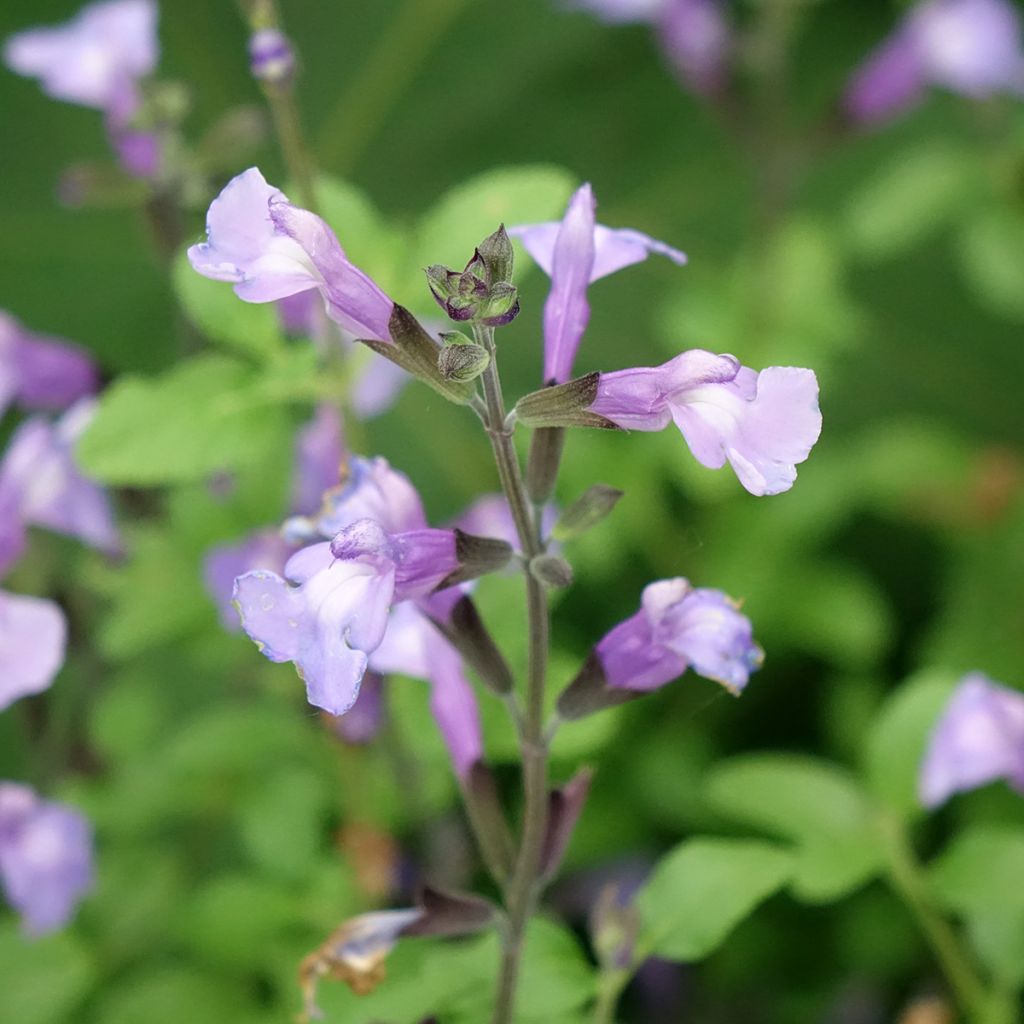 Sauge arbustive So Cool Pale Blue - Salvia microphylla
