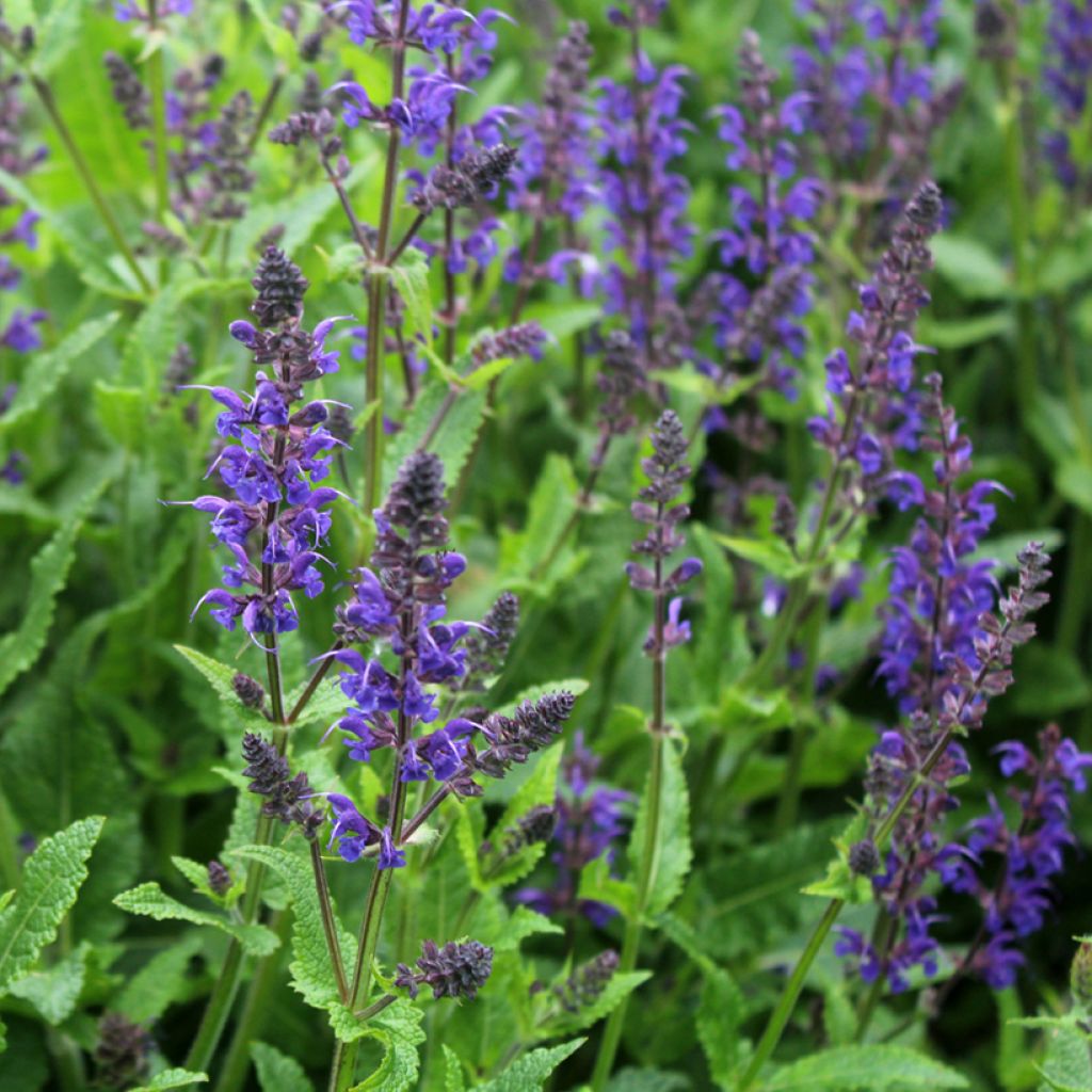 Sauge des bois - Salvia nemorosa Viola Klose