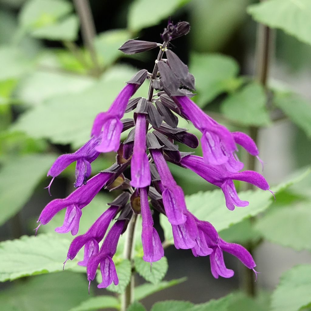 Sauge hybride Amistad violet - Salvia (x) guaranitica