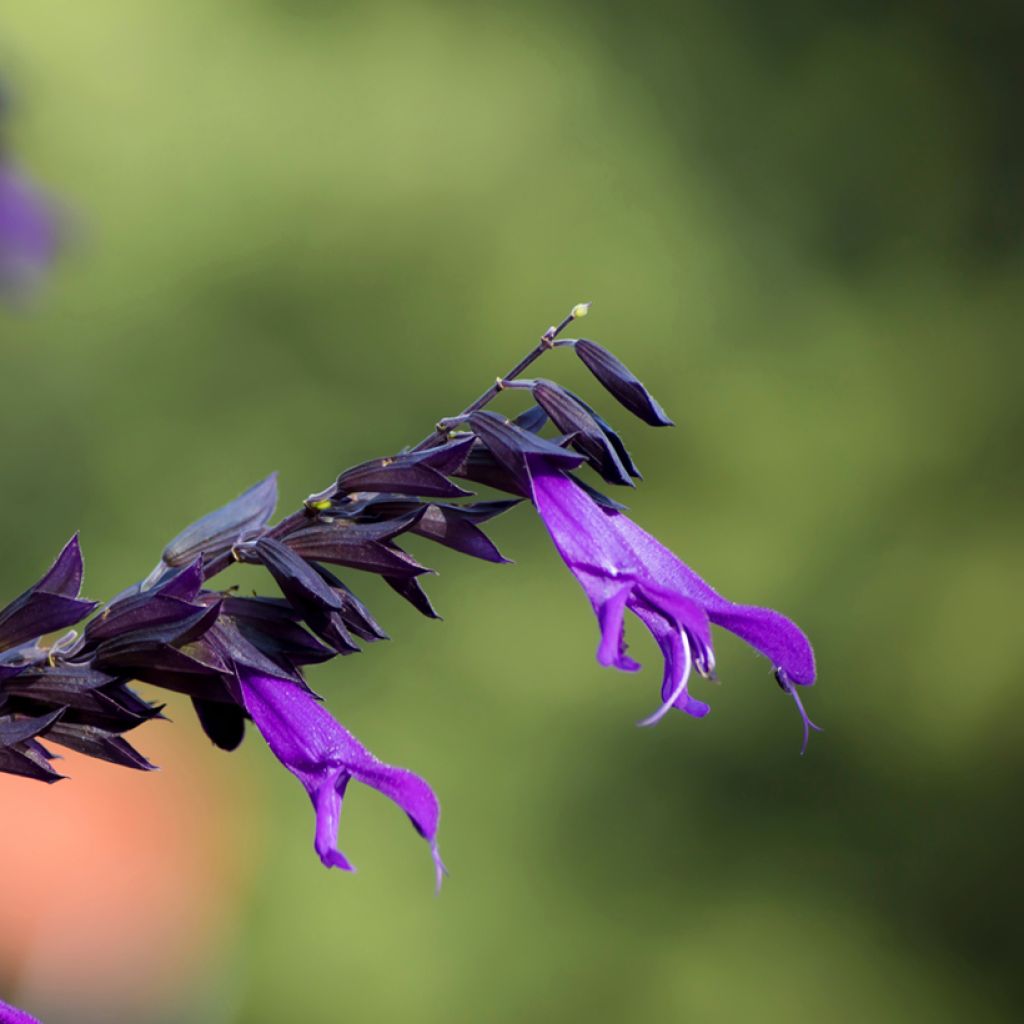 Sauge hybride Amistad violet - Salvia (x) guaranitica