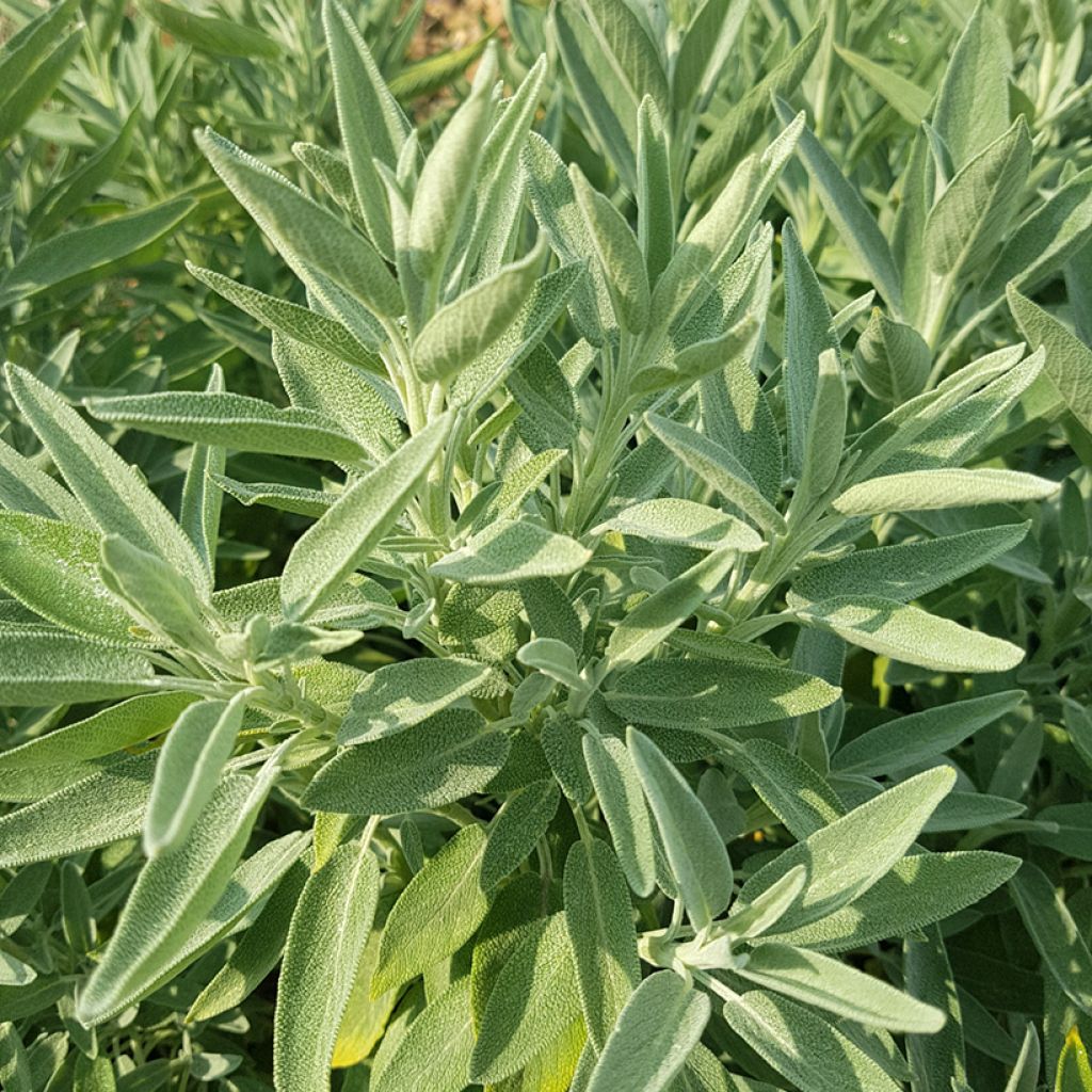 Sauge officinale Albiflora - Salvia officinalis