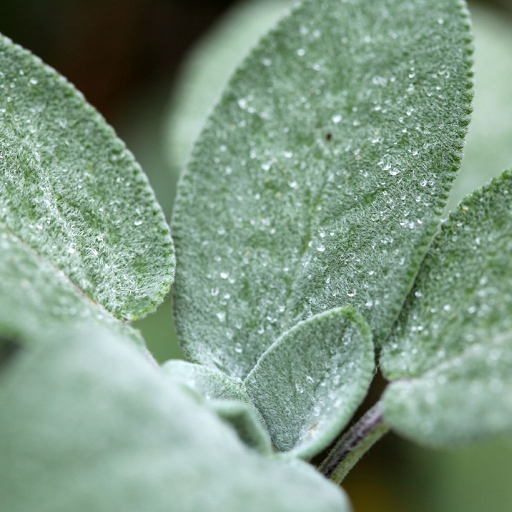 Sauge officinale Berggarten