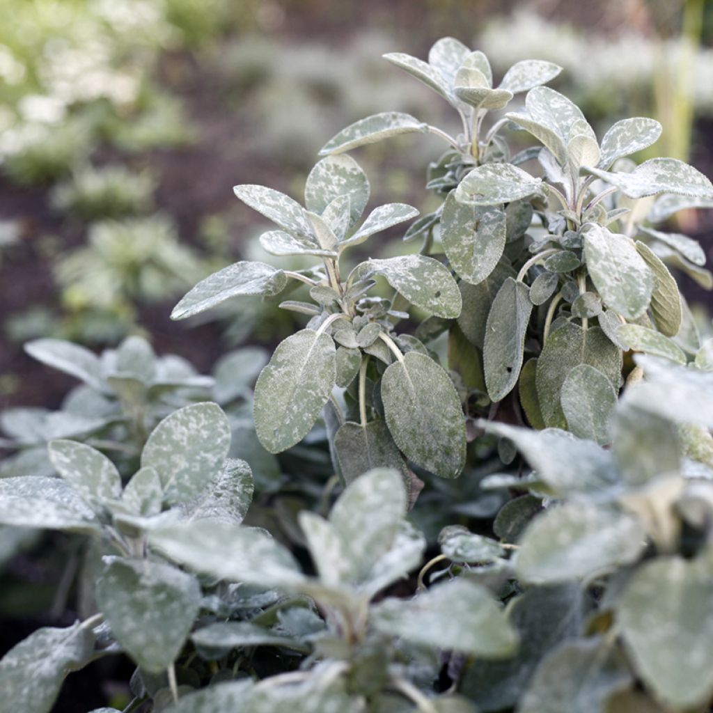 Sauge officinale Berggarten