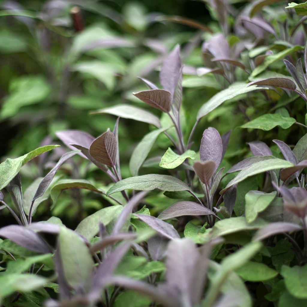 Sauge officinale Purpurascens - Sauge pourpre