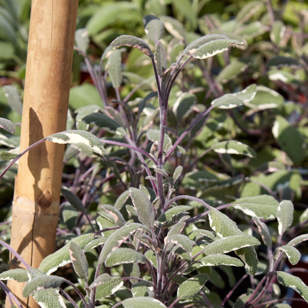 Sauge officinale Tricolor - Salvia officinalis