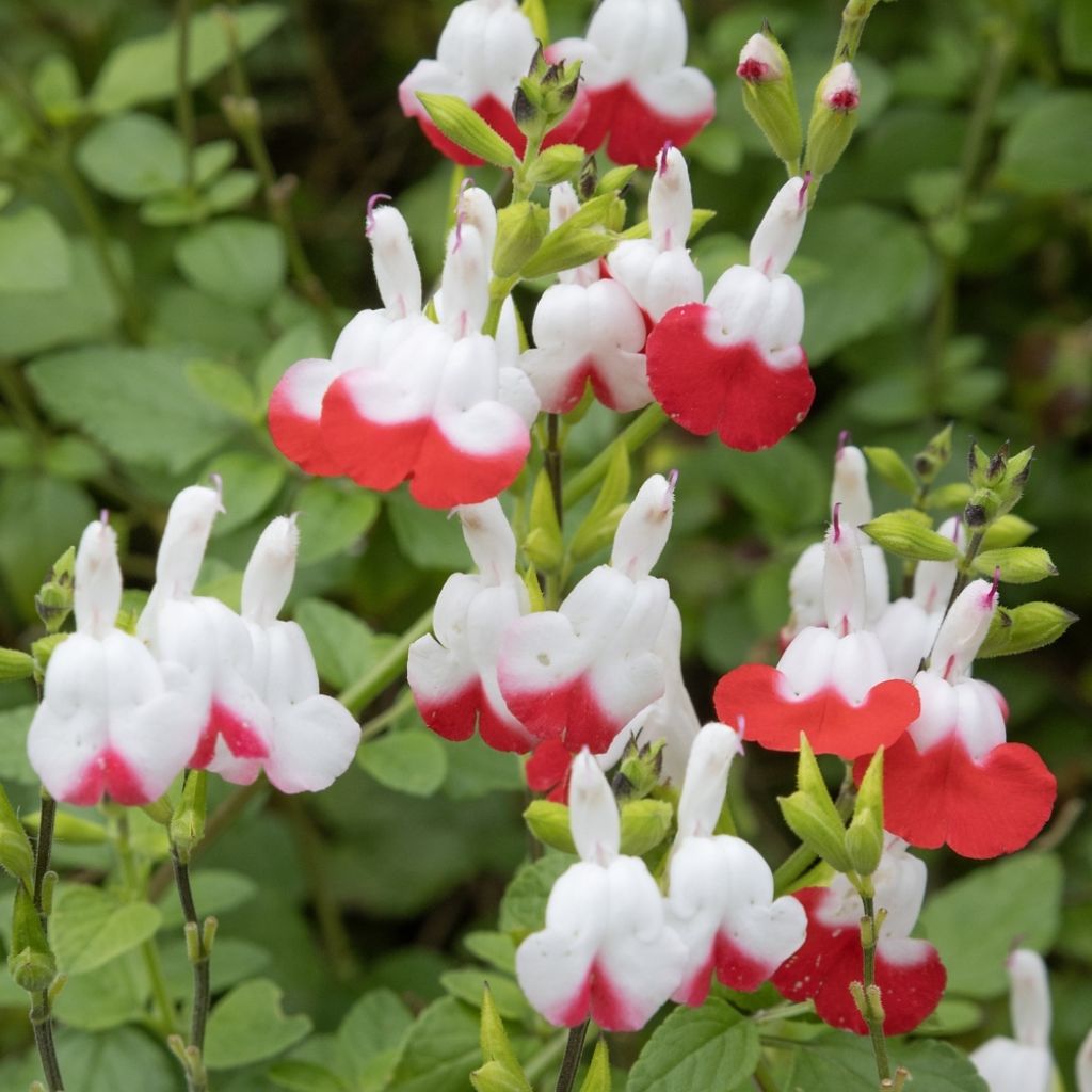 Sauge arbustive - Salvia microphylla Hot Lips