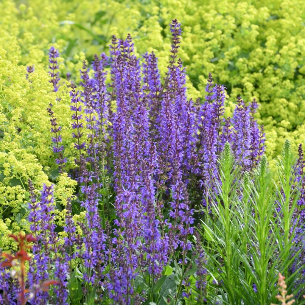 Salvia superba Blaukönigin (Reine des Bleues) - Sauge des bois