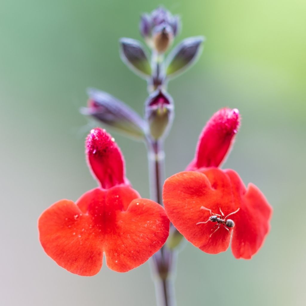 Sauge arbustive - Salvia microphylla Royal Bumble
