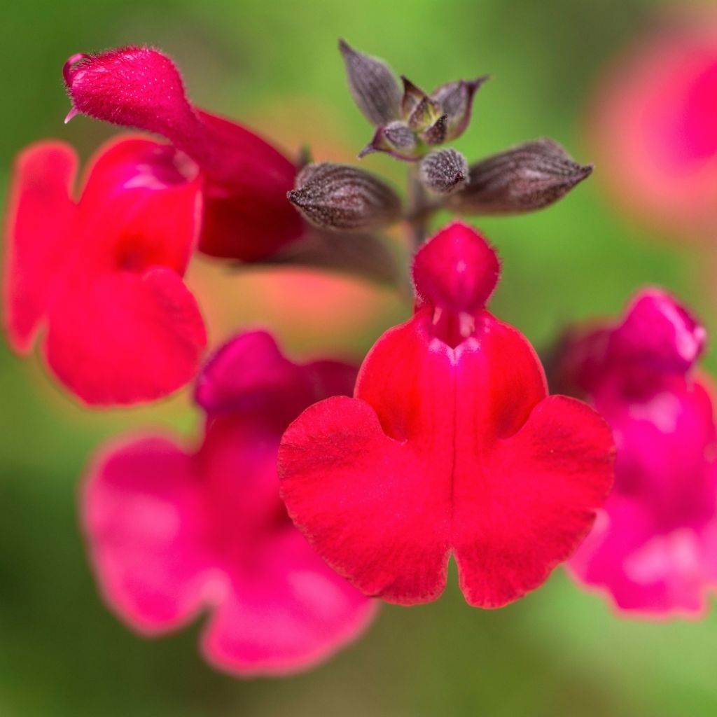 Sauge arbustive Flammenn ® - Salvia jamensis